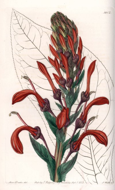 Lobelia Variete (o cardinale) dal Cile da Sydenham Teast Edwards