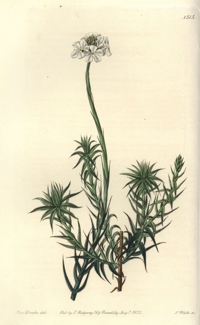 Sphenotoma a foglie lunghe, Sphenotoma capitatum da Sydenham Teast Edwards