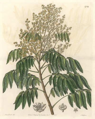 Longanier, originario della Cina - S. Watts acqua forte da un