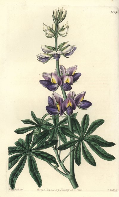 Lupino - Lupinus mutabilis. Incisione a mano colorata a rame di S. Watts da un
