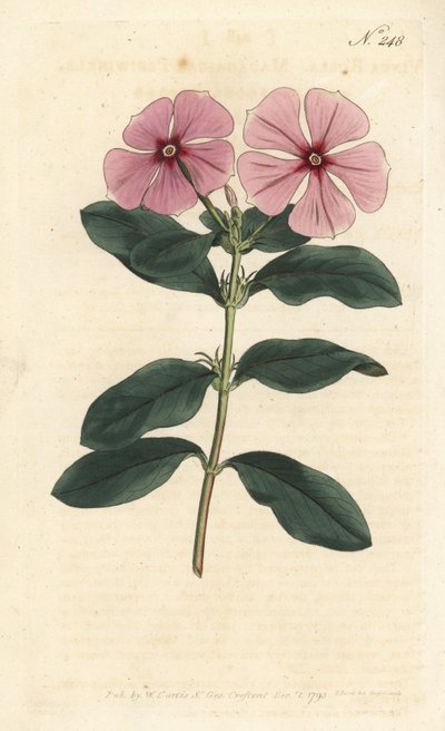 Pervinca del Madagascar, Catharanthus roseus (Vinca rosea) da Sydenham Teast Edwards