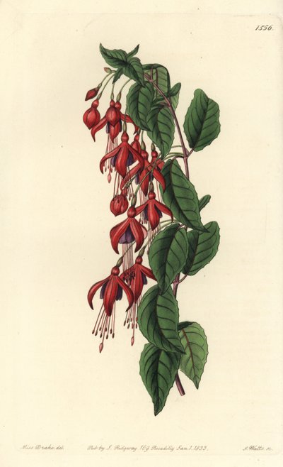 Fucsia magellanica da Sydenham Teast Edwards