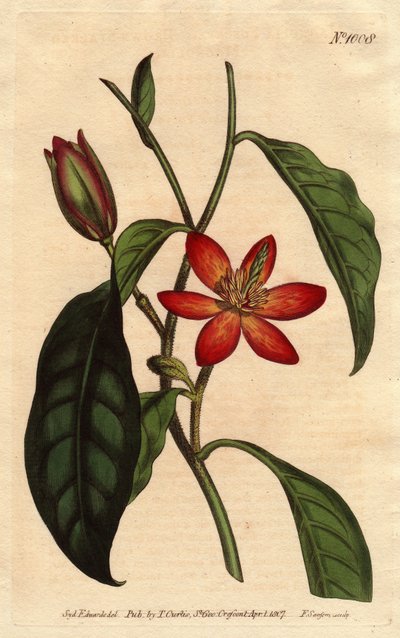 Magnolia con stelo marrone, con fiori arancioni e scarlatti, originaria della Cina da Sydenham Teast Edwards