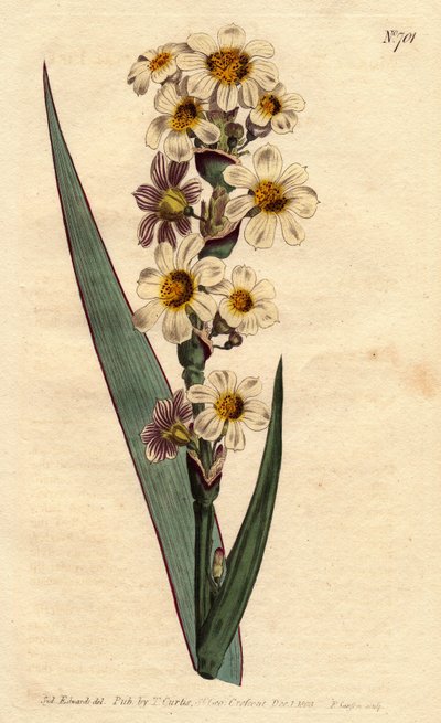 Marica striata da Sydenham Teast Edwards
