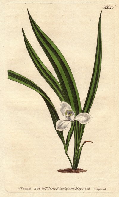 Marica paludosa da Sydenham Teast Edwards
