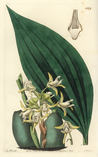 Maxillaria palmifolia da Sydenham Teast Edwards