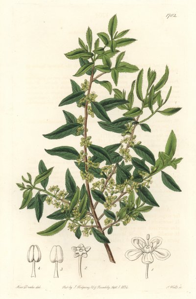 Maytenus boaria (maiten), endemica dell