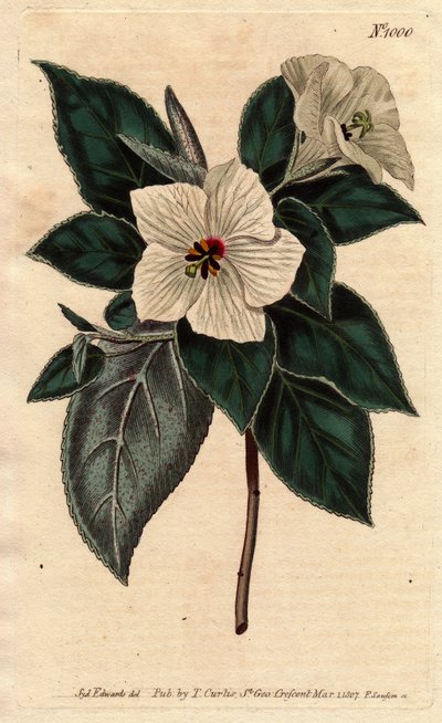 Melhania di Sant