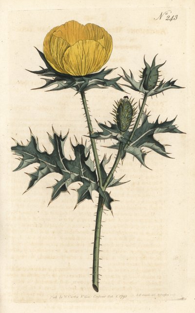Argemone messicana - Argemone messicana o papavero spinoso da Sydenham Teast Edwards