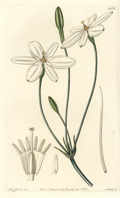 Stella messicana da Sydenham Teast Edwards