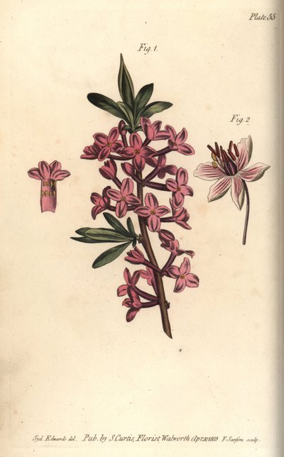 Mezereon, Daphne mezereum, Octandria da Sydenham Teast Edwards