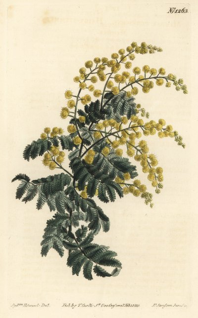 Mimosa pubescente da Sydenham Teast Edwards