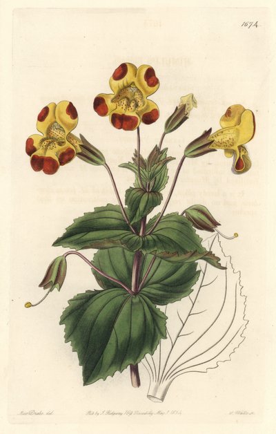 Mimulo, soprannominato Fiore Scimmia o Fiore di Muschio, Varietà Ibrida da Sydenham Teast Edwards