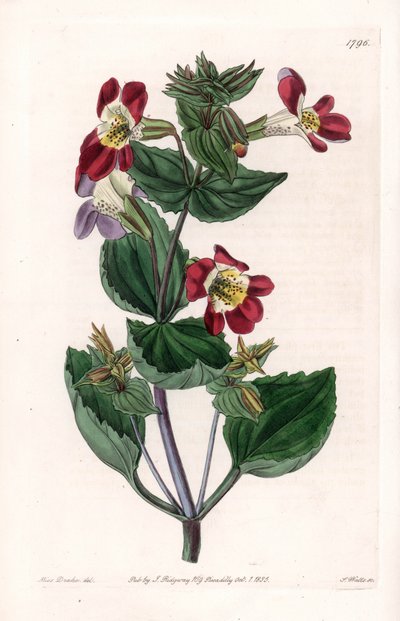 Mimulo varietà, chiamato fiore scimmia o fiore muschiato da Sydenham Teast Edwards