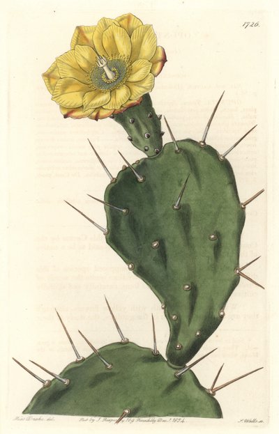 Monacanth Pactus, cactus fiorito, nativo del Sud America - Acquaforte di S. Watts da un