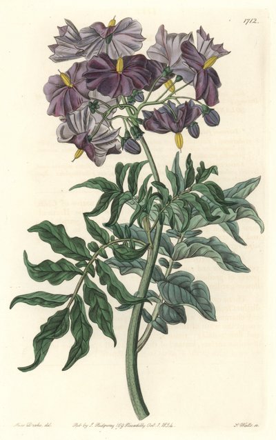 Morella (Solanum), nativa del Cile da Sydenham Teast Edwards