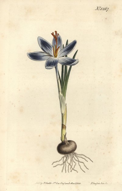Crocus montano, Crocus serotinus da Sydenham Teast Edwards