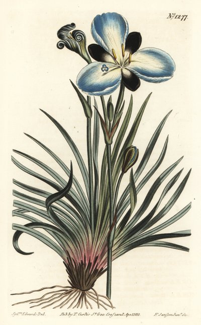 Aristea a fiori lutulenti, Aristea lugens (Aristea melaleuca). Incisione a mano colorata a rame di F. Sansom Jr. da un