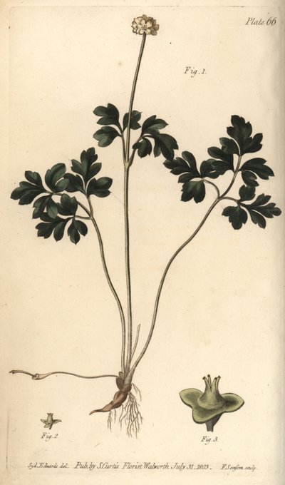 Radice di muschio, Adoxa moschatellina, Tetragynia, fiore 1 e pistilli 2,3 da Sydenham Teast Edwards