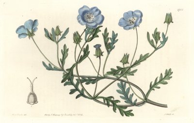 Namophile maculee, originaria della California - Acquaforte di S. Watts da un
