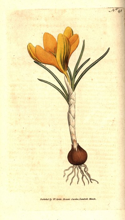 Crocus di Napoli o crocus primaverile - Crocus vernus da Sydenham Teast Edwards