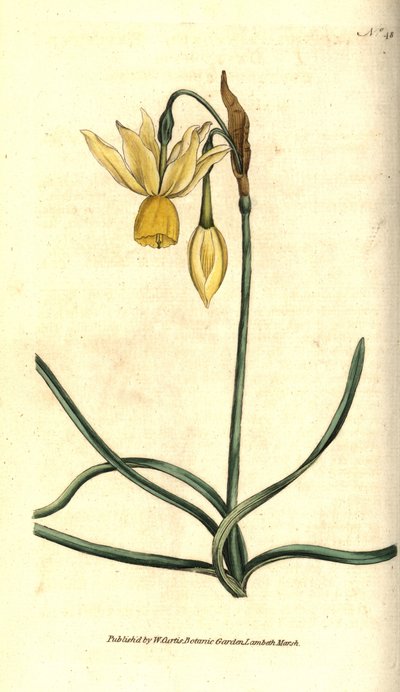 Narciso triandrus da Sydenham Teast Edwards