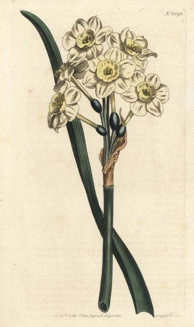 Narciso a bouquet - Narciso a fiori a grappolo, Narcissus tazetta (Narciso da giardino a coppa pallida; Narcissus orientalis) - Incisione a mano colorata a rame di F. Sansom Jr. da un
