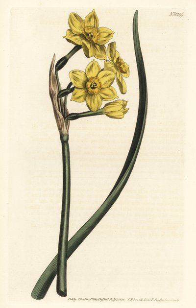 Narciso a bouquet - Narcissus tazetta subsp. aureus (Narciso profumato, Narcissus bifrons) - Incisione a mano colorata a rame di F. Sansom Jr. da un