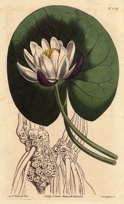 Ninfea con grande fiore bianco davanti alla sua foglia rotonda da Sydenham Teast Edwards
