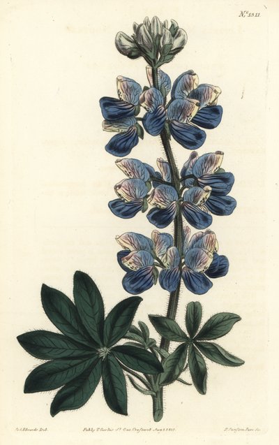Lupino di Nootka - Lupino di Nootka-Sound, Lupinus nootkatensis da Sydenham Teast Edwards