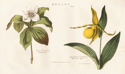  da Sydenham Teast Edwards