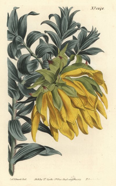Dalia di montagna arancione, Liparia splendens da Sydenham Teast Edwards