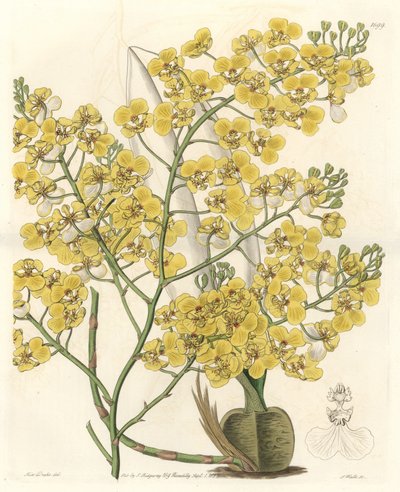 Orchidea (Oncidium ampliatum), con fiori gialli, originaria della Nuova Zelanda - Acquaforte di S. Watts da un