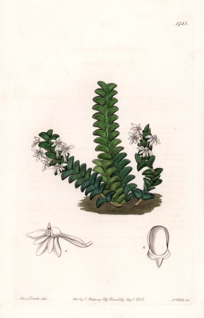 Orchidea: varietà di Angraecum, nativa dell