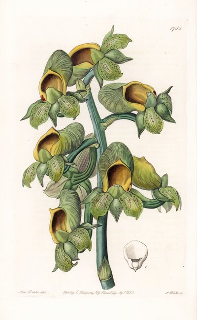 Orchidea: varietà di Casatetum, nativa del Brasile - Tavola incisa da S. Watts, da un