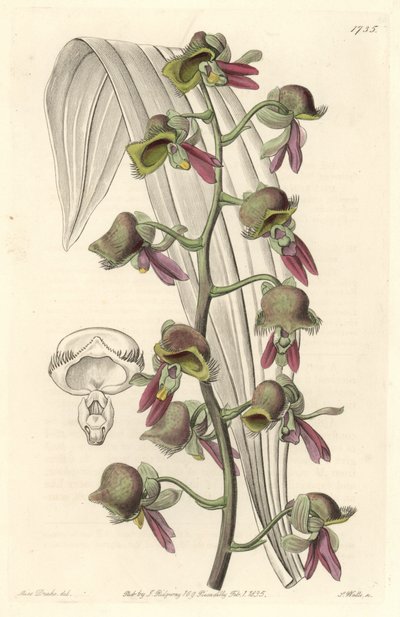 Orchidea Catasetum, fiori bicolori, nativa della Guyana da Sydenham Teast Edwards