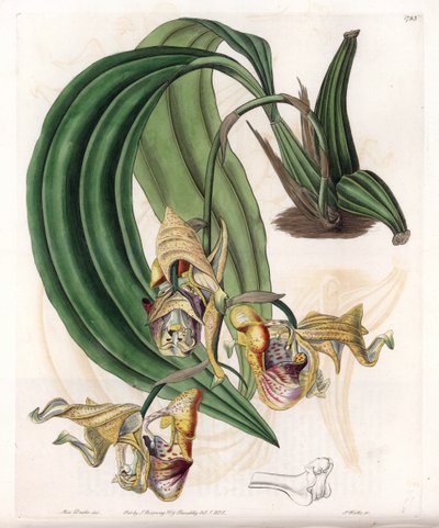 Orchidea: varietà di Coryanthes con fiori maculati da Sydenham Teast Edwards