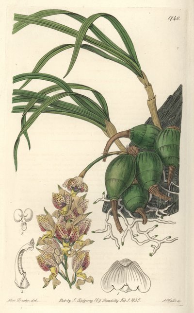 Orchidea Grobya, con fiori gialli e viola, nativa del Brasile da Sydenham Teast Edwards