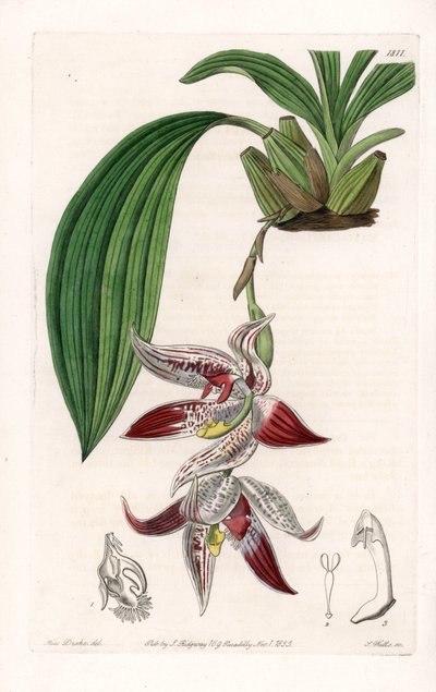 Orchidea: Paphinia cristata, originaria dell