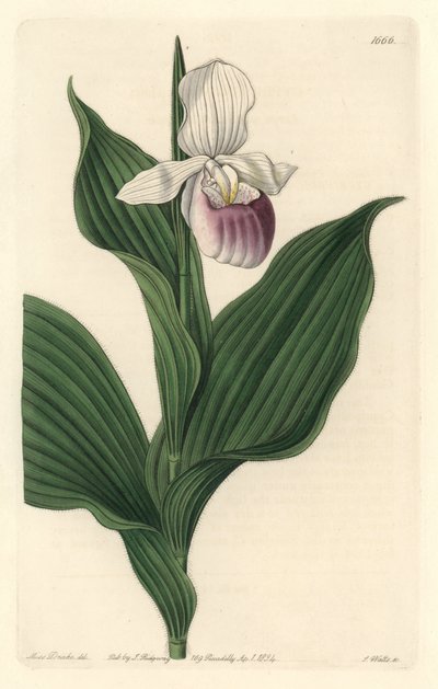 Orchidea, Cypripede Reale da Sydenham Teast Edwards