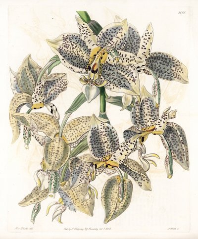Orchidea: varietà di Stanhopea, neotropicale da Sydenham Teast Edwards