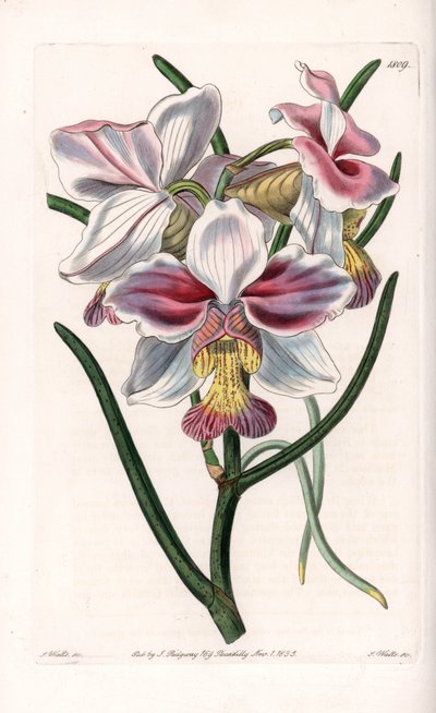 Orchidea: varietà di Vanda, specie epifita dell