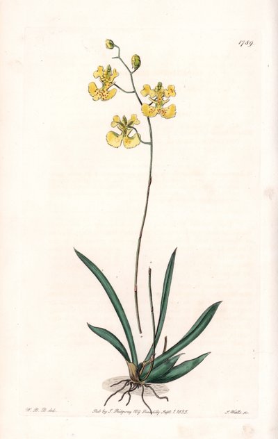 Orchidea: varietà Tolumnia guianensis, endemica di Haiti e Santo Domingo da Sydenham Teast Edwards