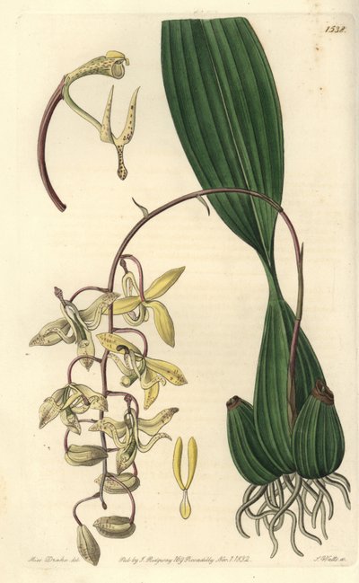 Cirrhaea loddigesii da Sydenham Teast Edwards