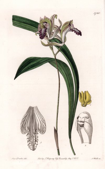 Orchidea: varietà di Bletia d