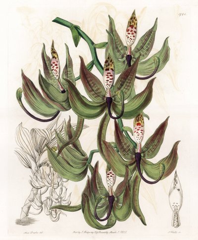 Orchidea: varietà di Cycnoche da Sydenham Teast Edwards