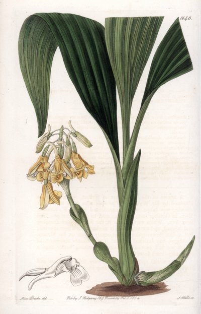 Orchidea: varietà calanth, con fiori gialli da Sydenham Teast Edwards