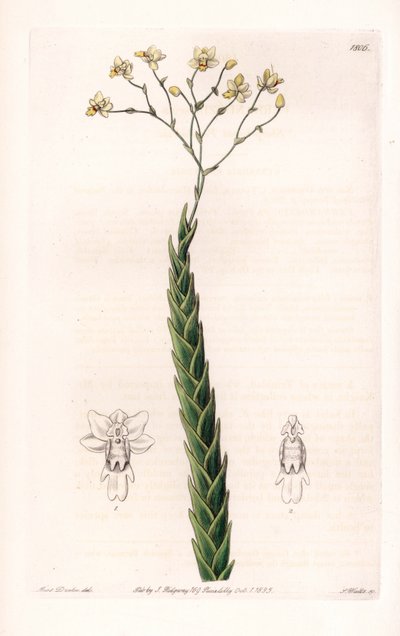 Orchidea: varietà esotica di Lockhartia da Sydenham Teast Edwards