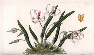 Orchidea: varietà miniatura di leptotes (incisione di S.Watts, illustrazione di Sarah Anne Drake, dal Botanical Register di Sydenham Edwards) da Sydenham Teast Edwards