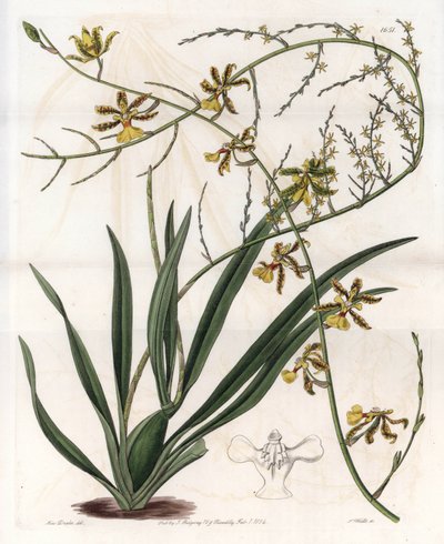 Orchidea: oncidium varietà, epifita delle Indie Occidentali da Sydenham Teast Edwards